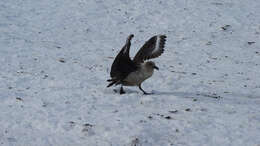 Image of South Polar Skua