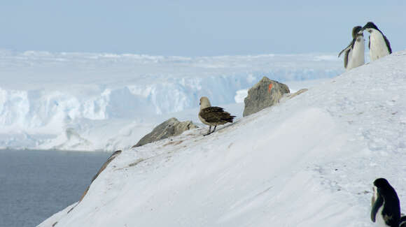 Image of South Polar Skua