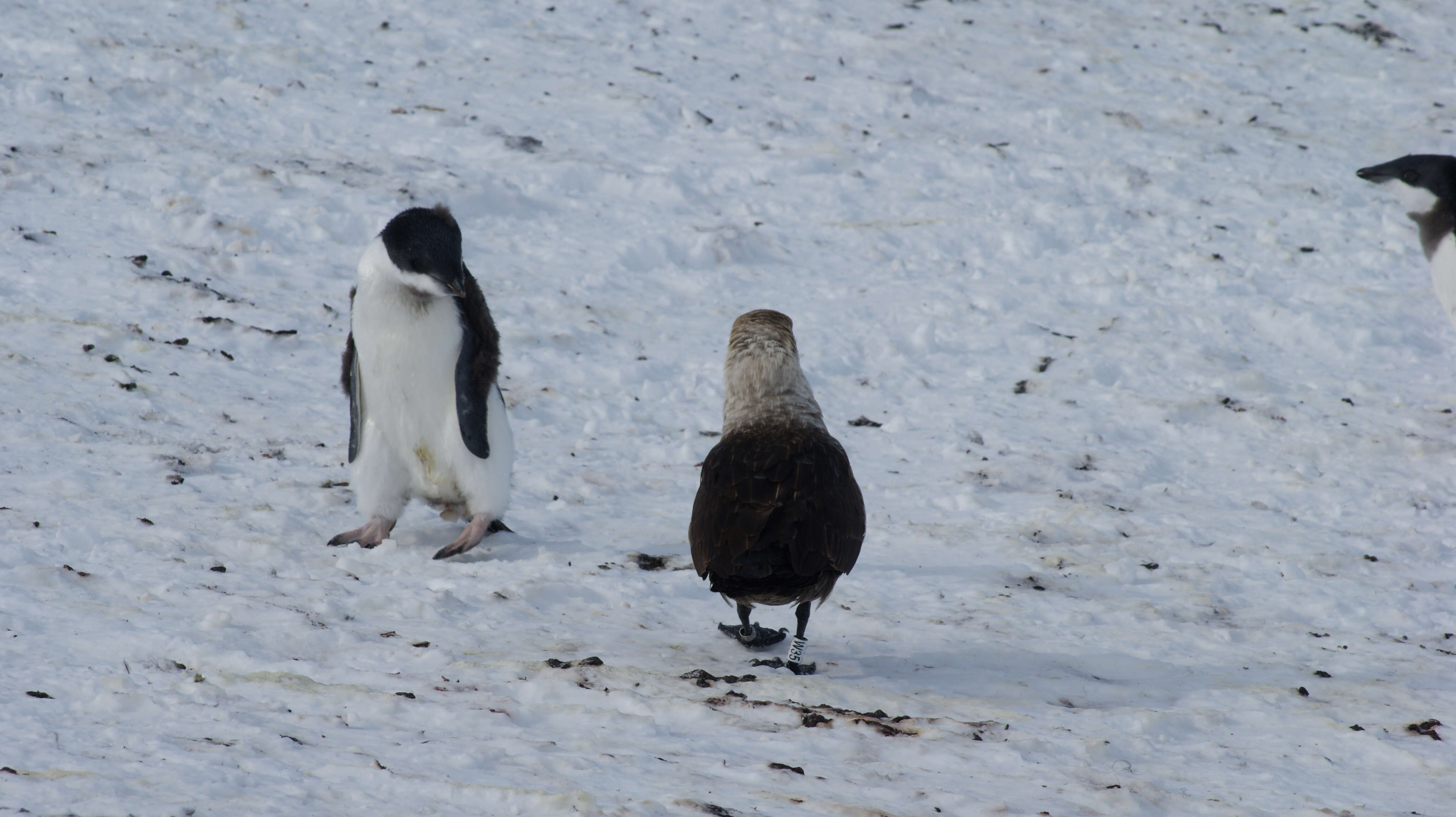 Image of South Polar Skua