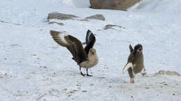 Image of South Polar Skua