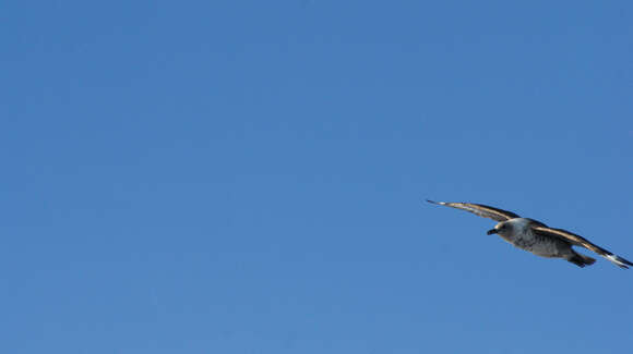 Image of South Polar Skua