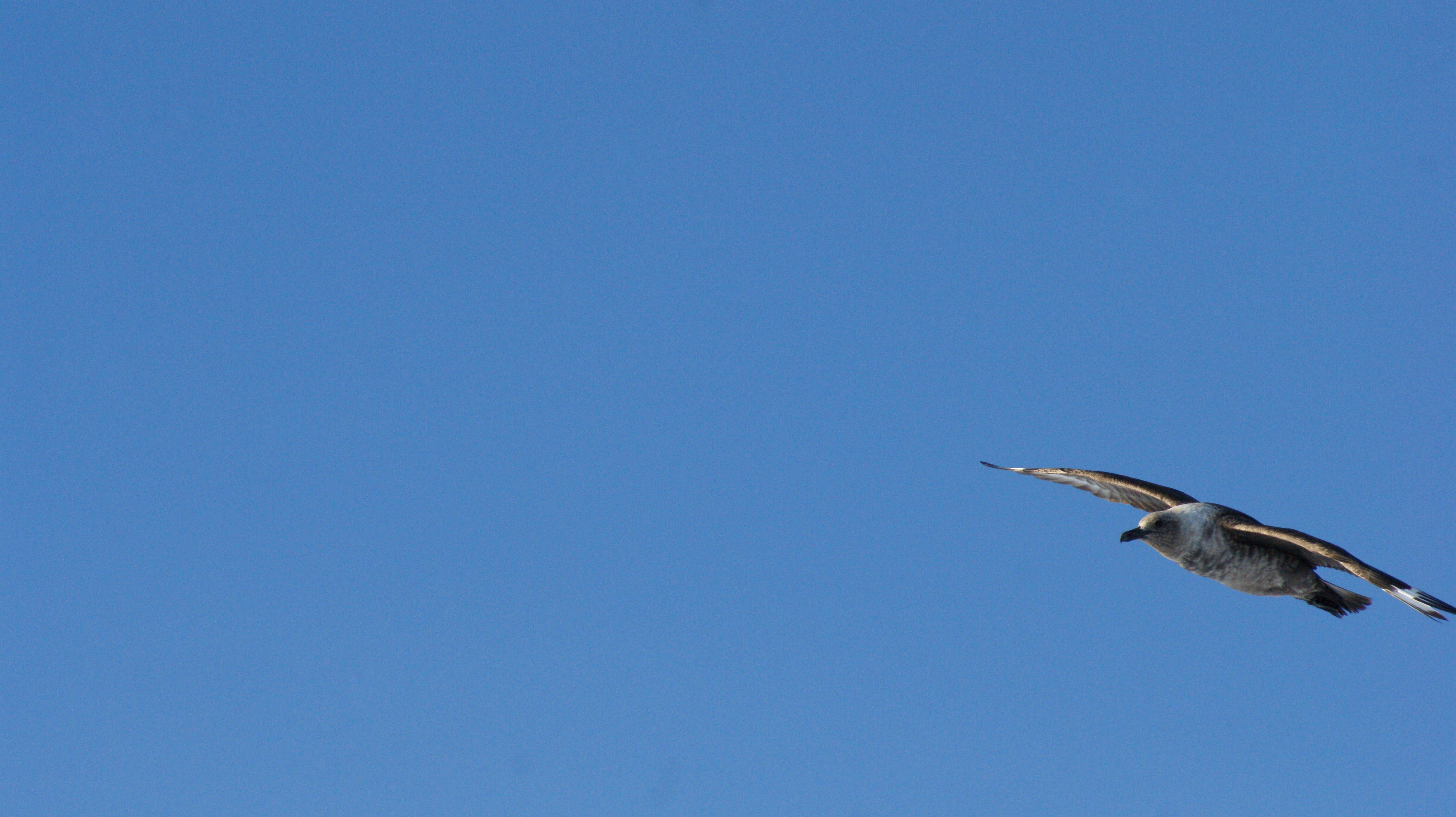 Image of South Polar Skua