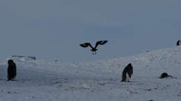 Image of South Polar Skua