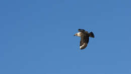 Image of South Polar Skua