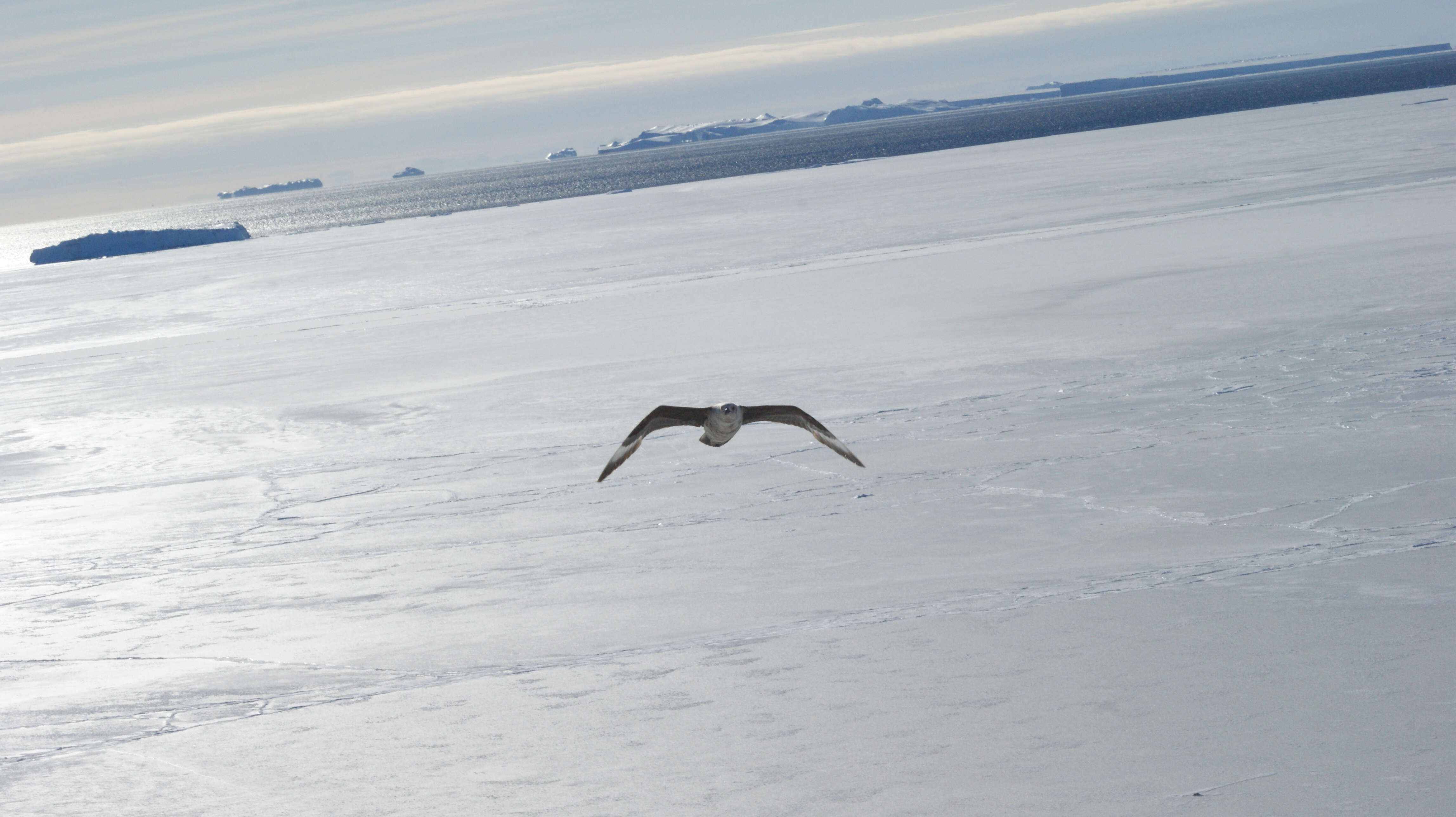 Image of South Polar Skua