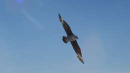 Image of South Polar Skua