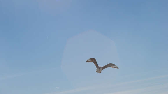 Image of South Polar Skua