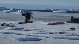 Image of South Polar Skua