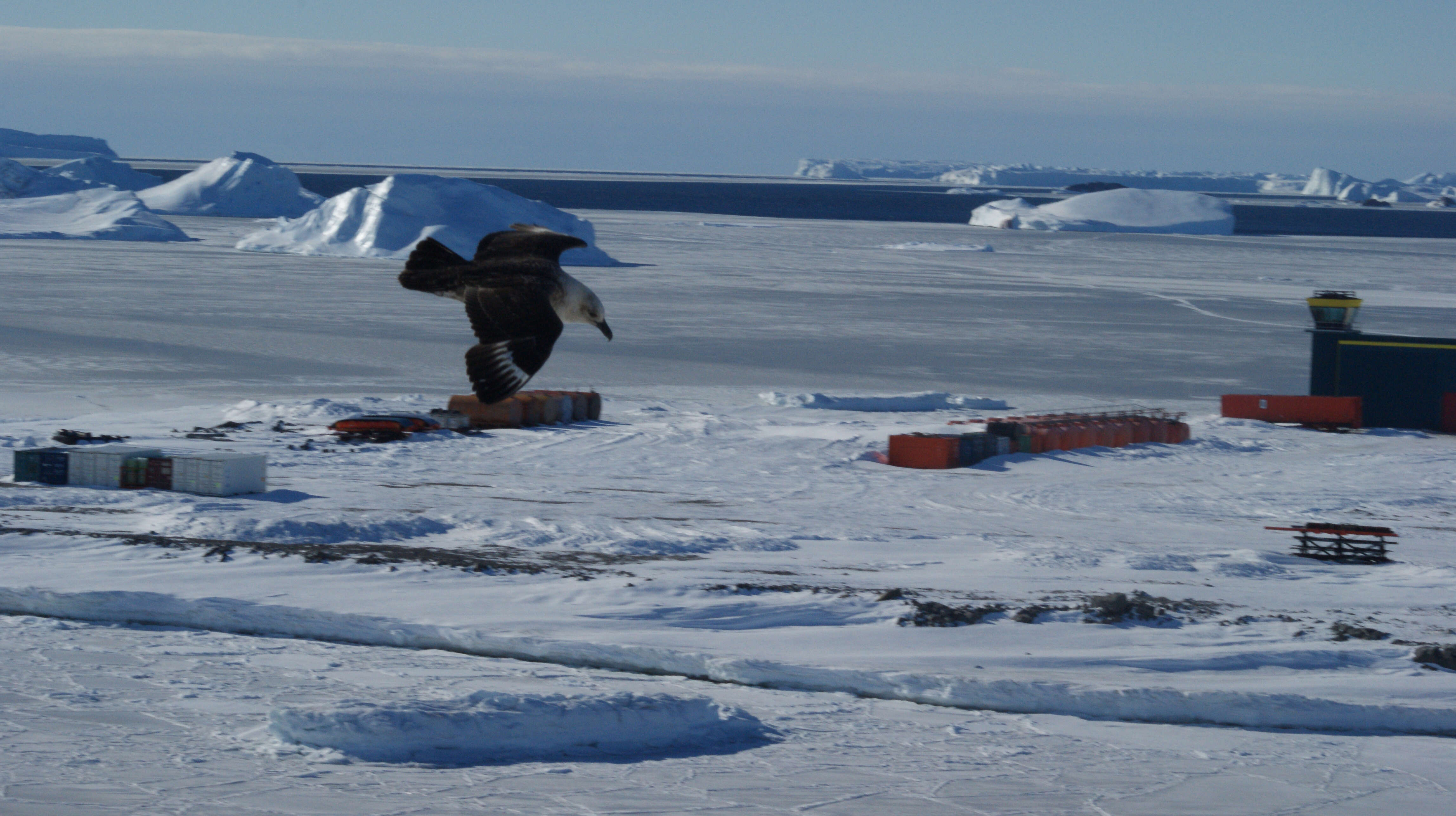 Image of South Polar Skua