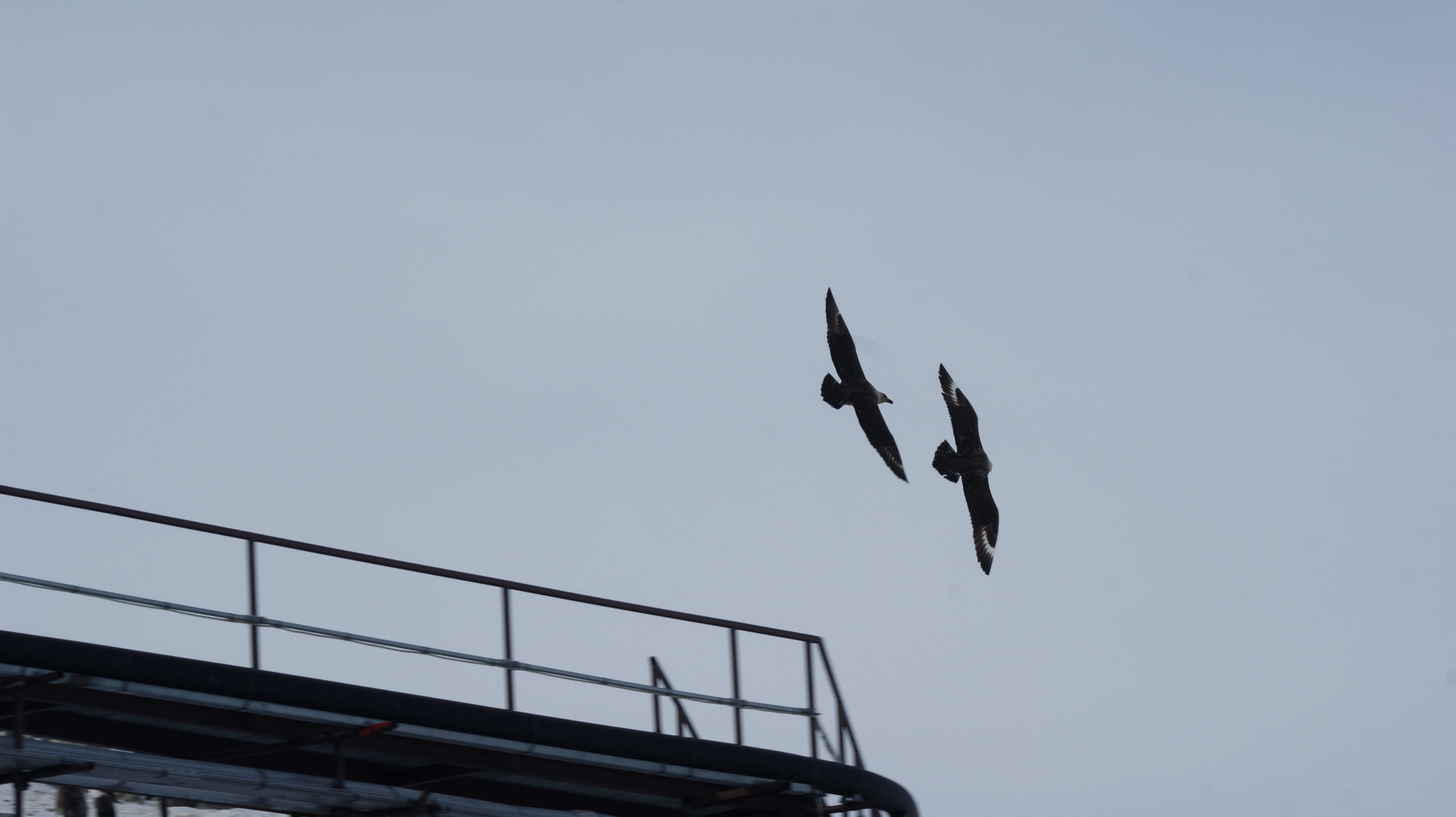 Image of South Polar Skua