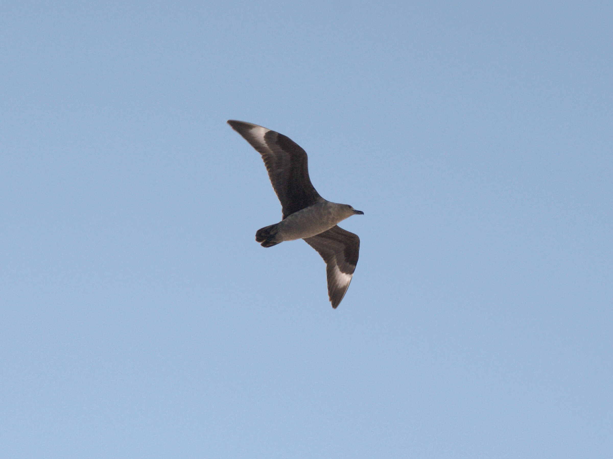 Image of South Polar Skua