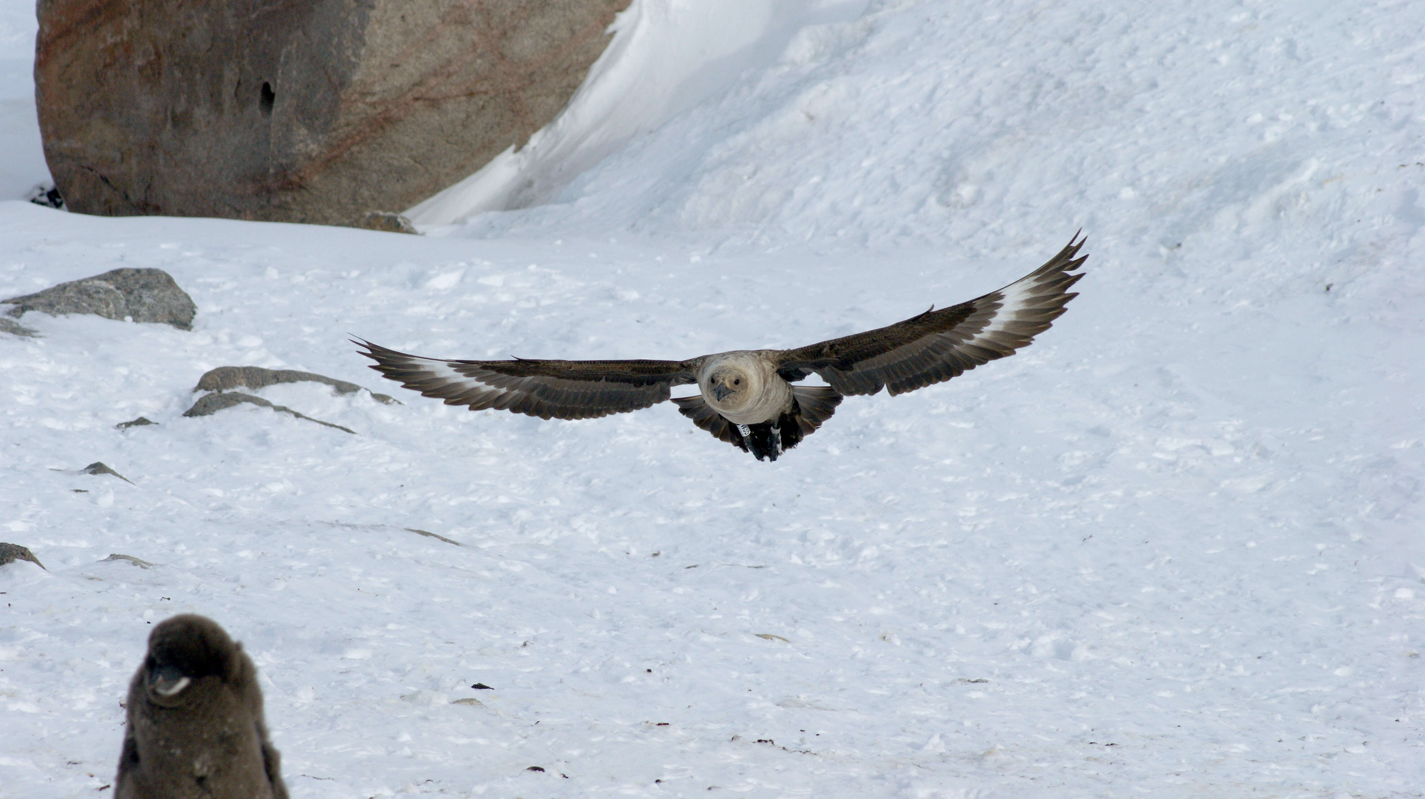 Image of South Polar Skua