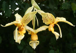 Image of Stanhopea shuttleworthii Rchb. fil.