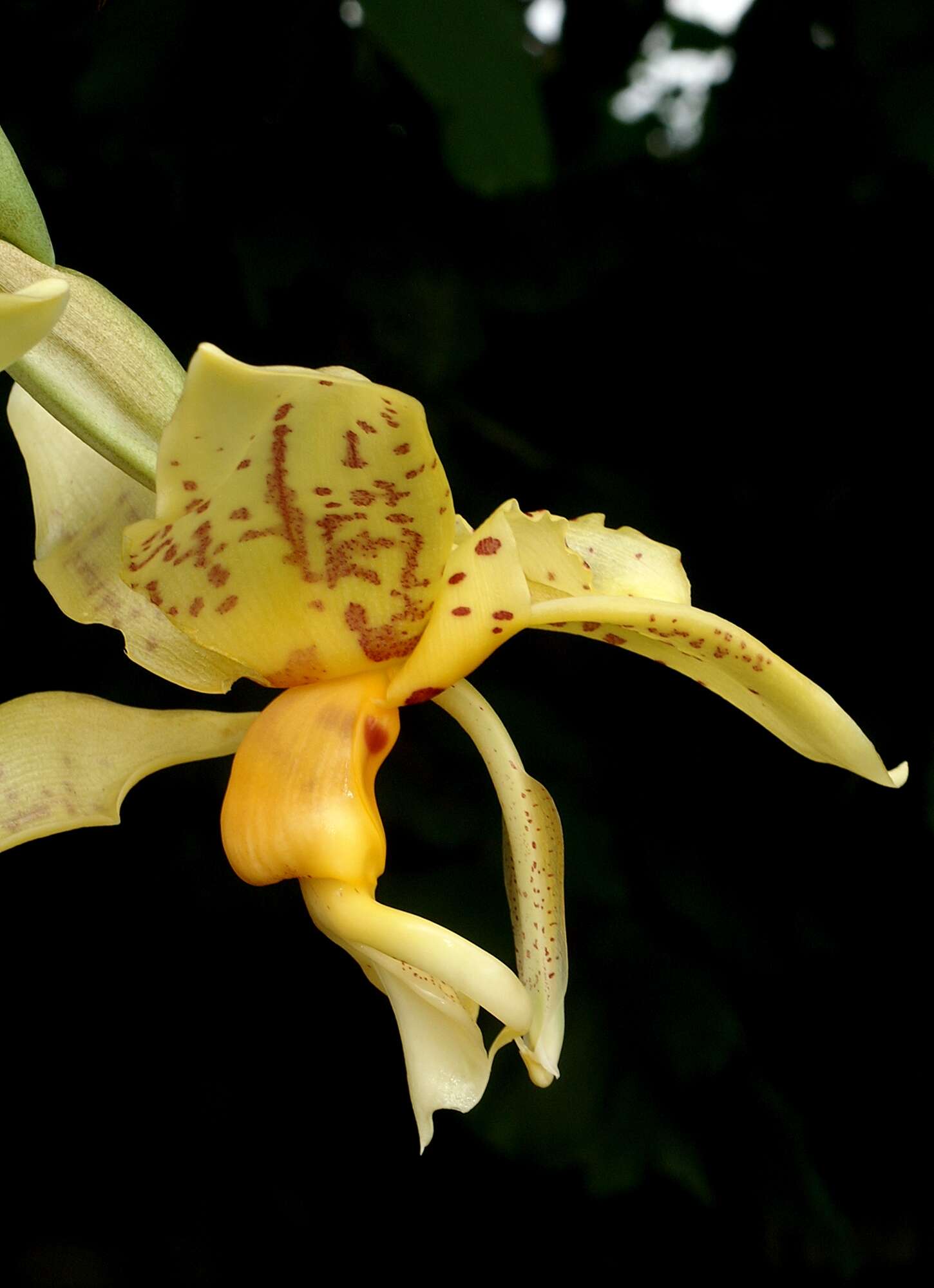 Image of Stanhopea shuttleworthii Rchb. fil.