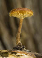 Image of Lentinus arcularius (Batsch) Zmitr. 2010