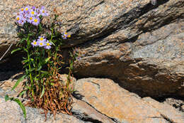 Image of sea aster