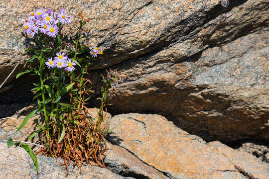 Image of sea aster