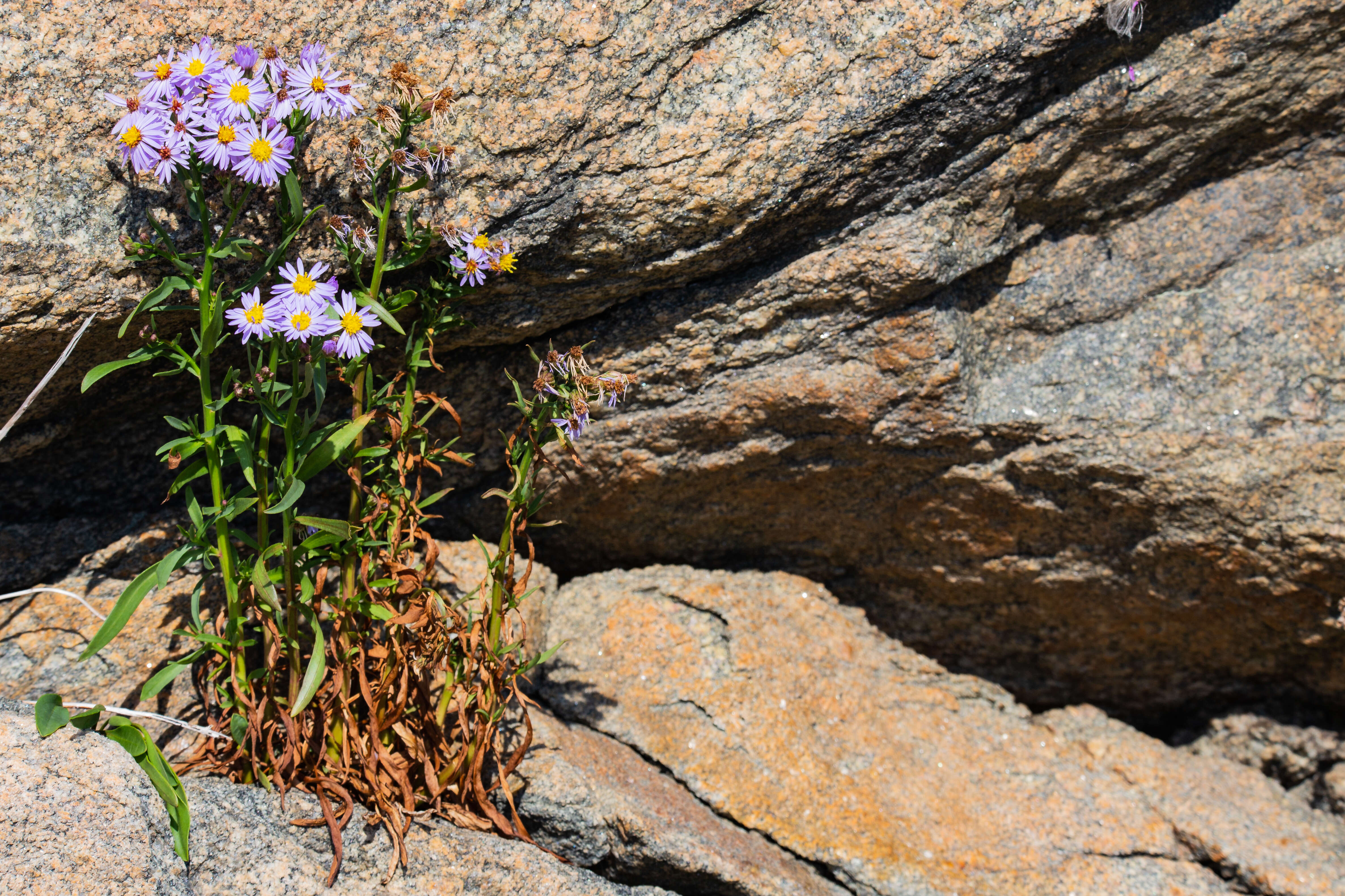 Image of sea aster