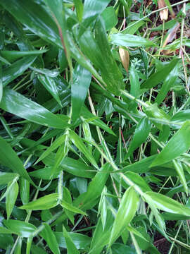 Image of Deer-Tongue Rosette Grass