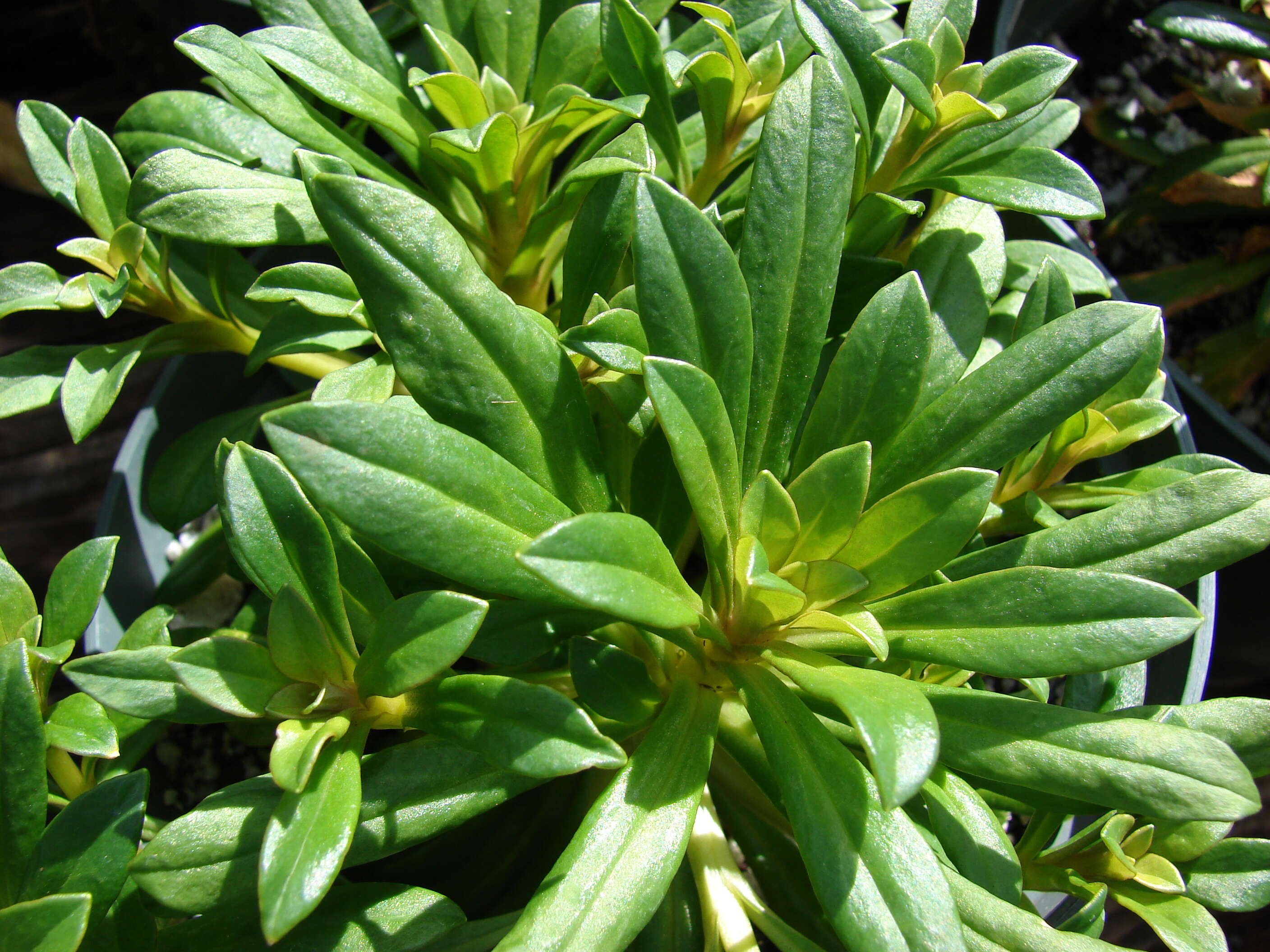 Image of spoonleaf yellow loosestrife