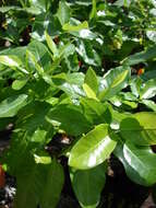 Image of Forest Gardenia
