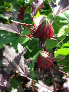 Image of African rosemallow