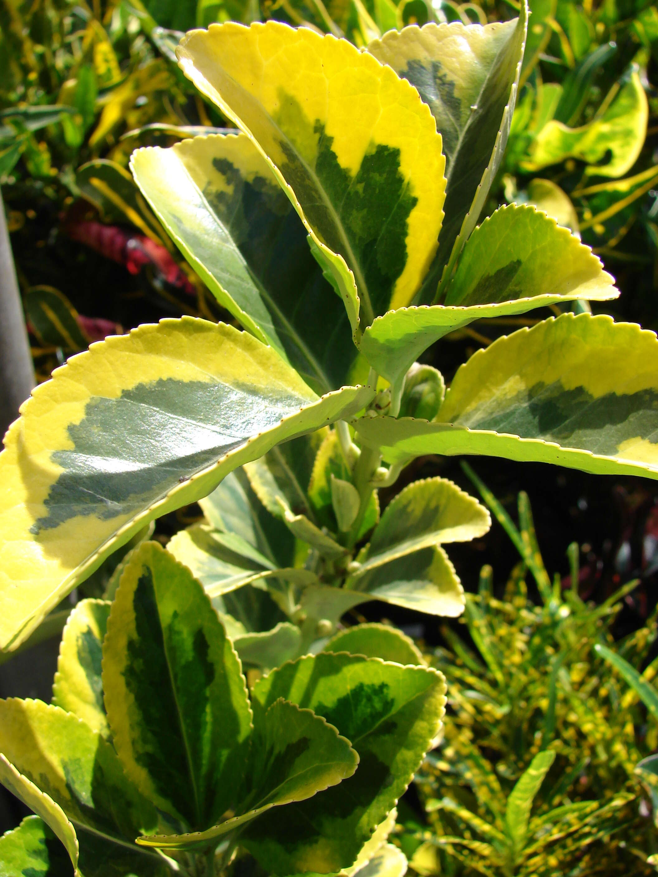 Plancia ëd Euonymus japonicus Thunb.