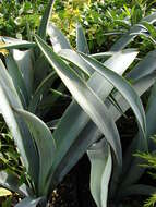 Image of tequila agave