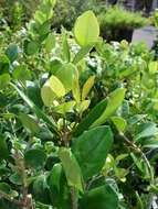 Image of Japanese privet