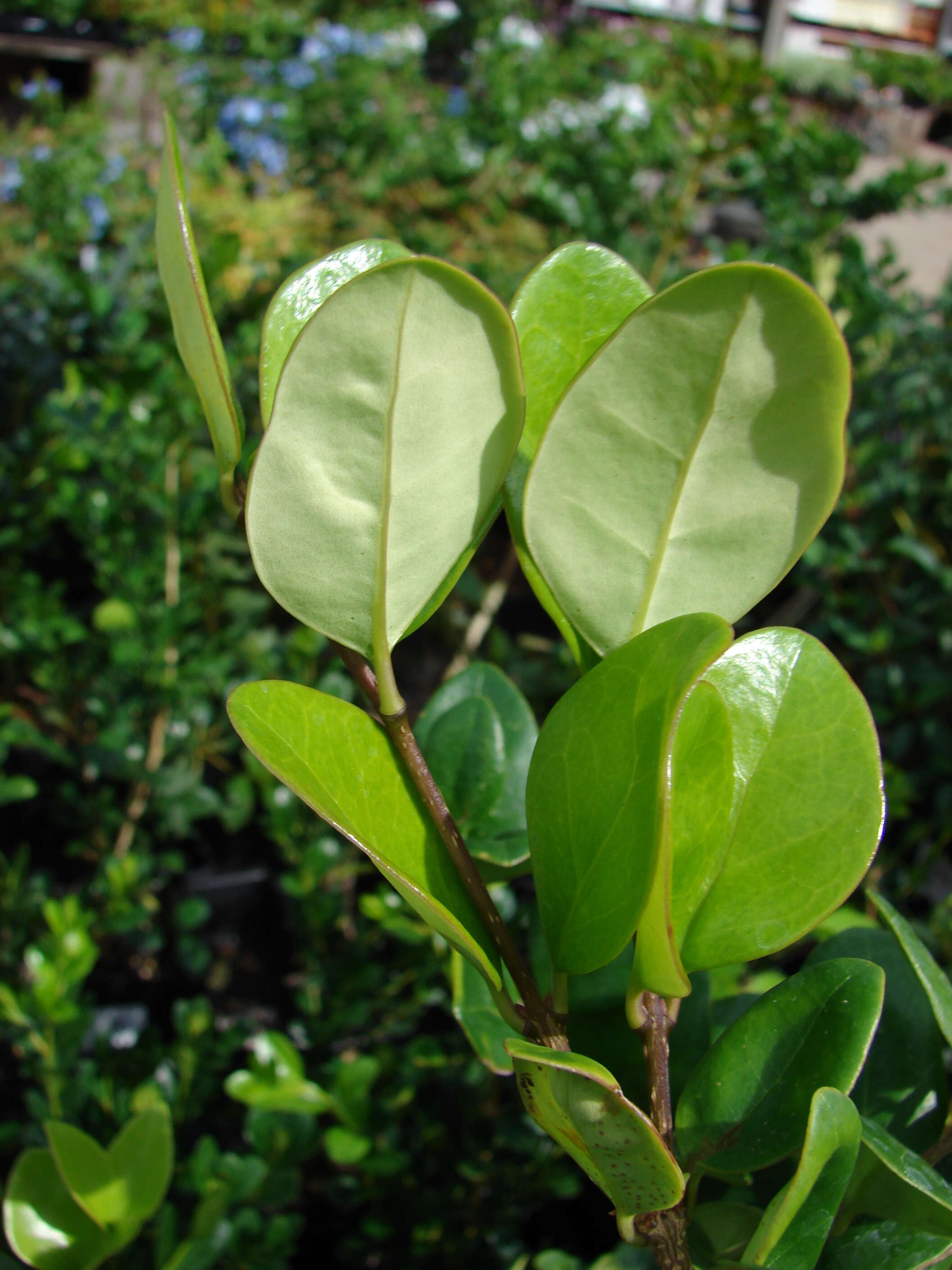 Image of Japanese privet