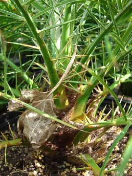 Image of pygmy date palm