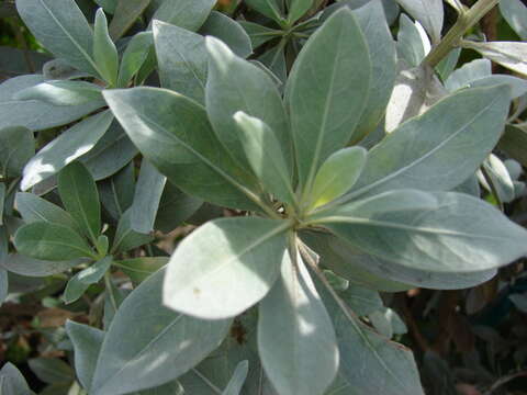 Image of mangrove