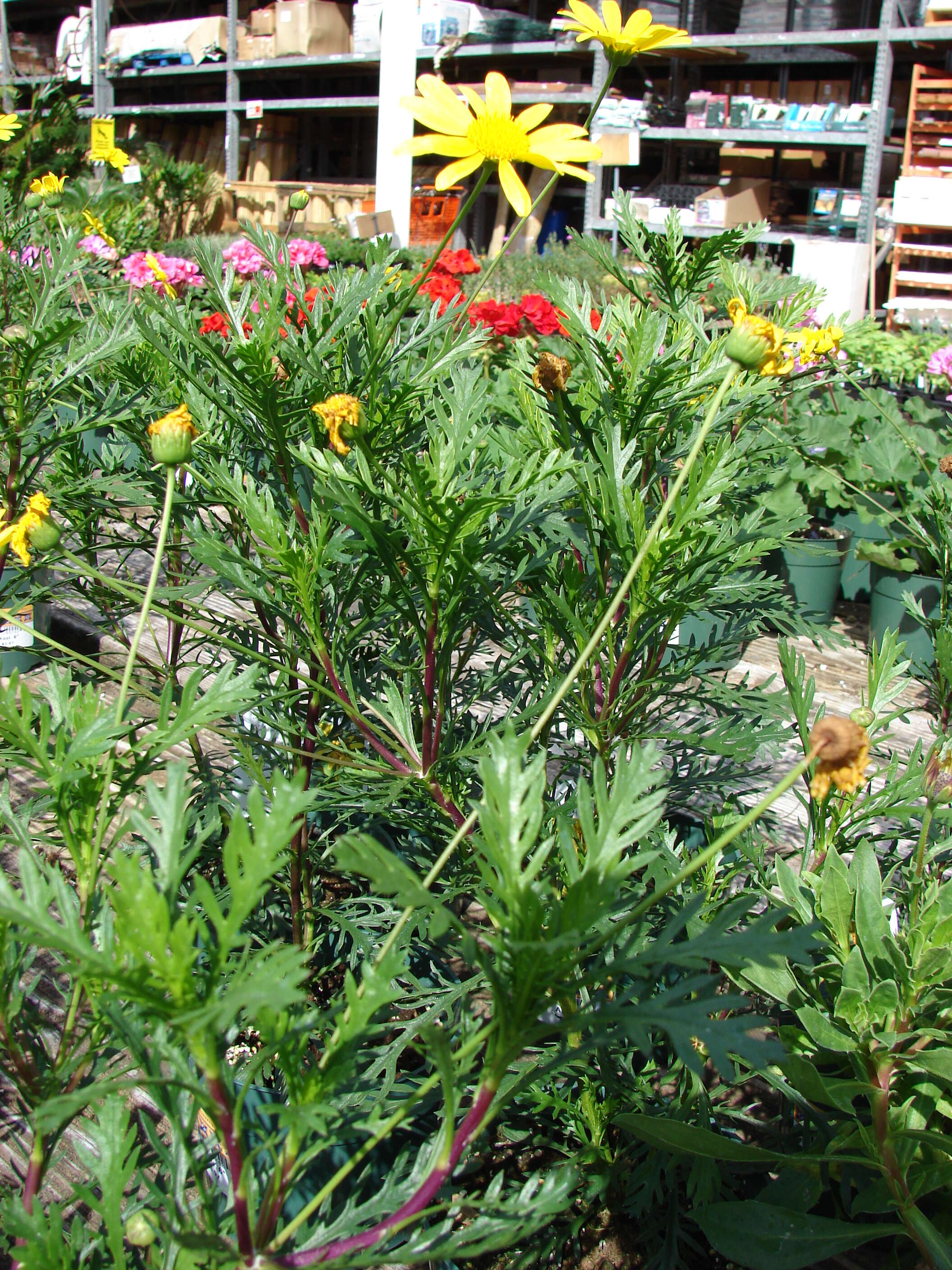 Imagem de Euryops chrysanthemoides (DC.) B. Nordenst.