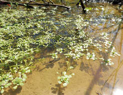 Image of Two-headed water-starwort