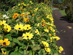 Image of blackeyed Susan vine