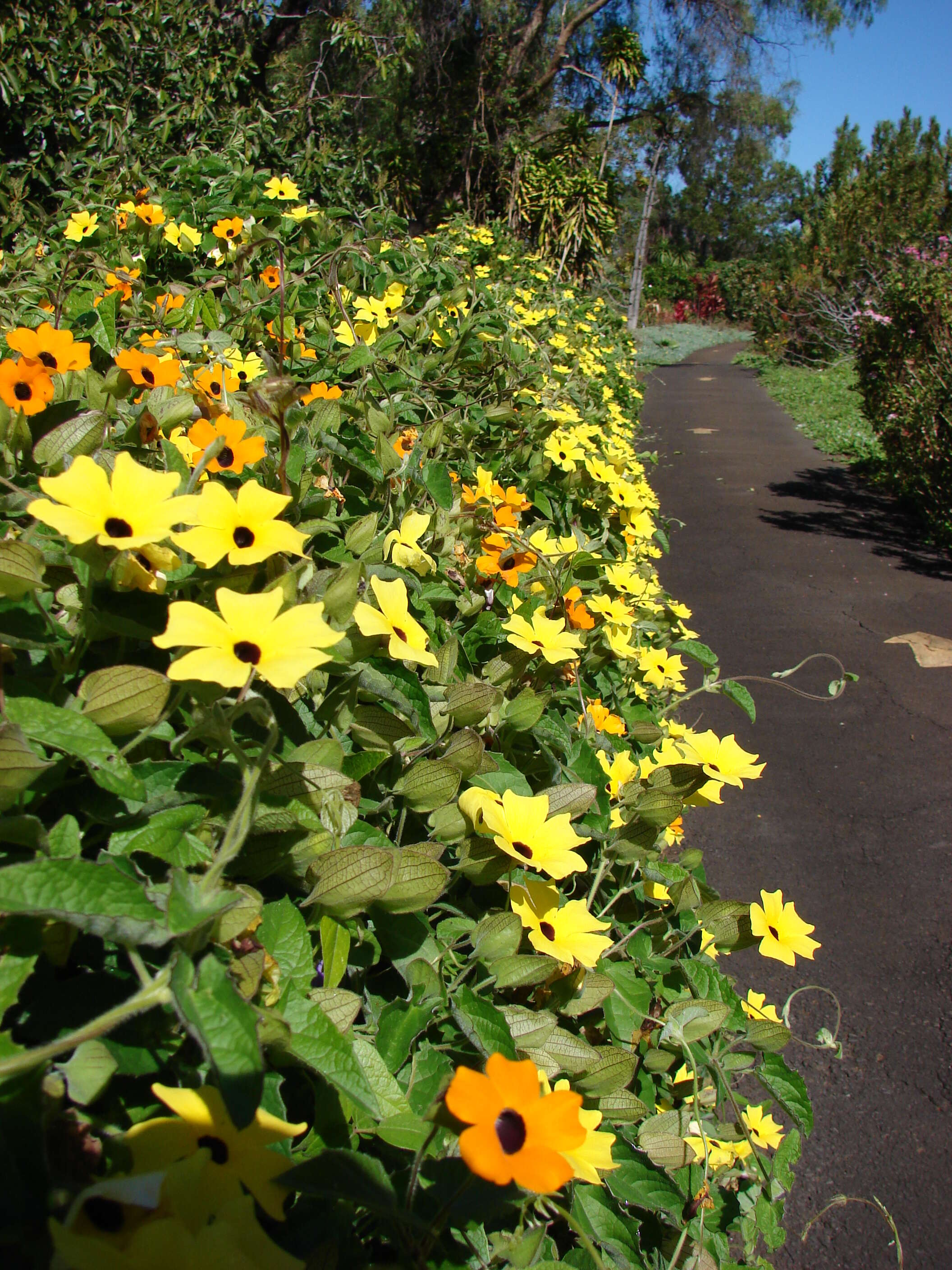 Image de Thunbergia alata Boj. ex Sims