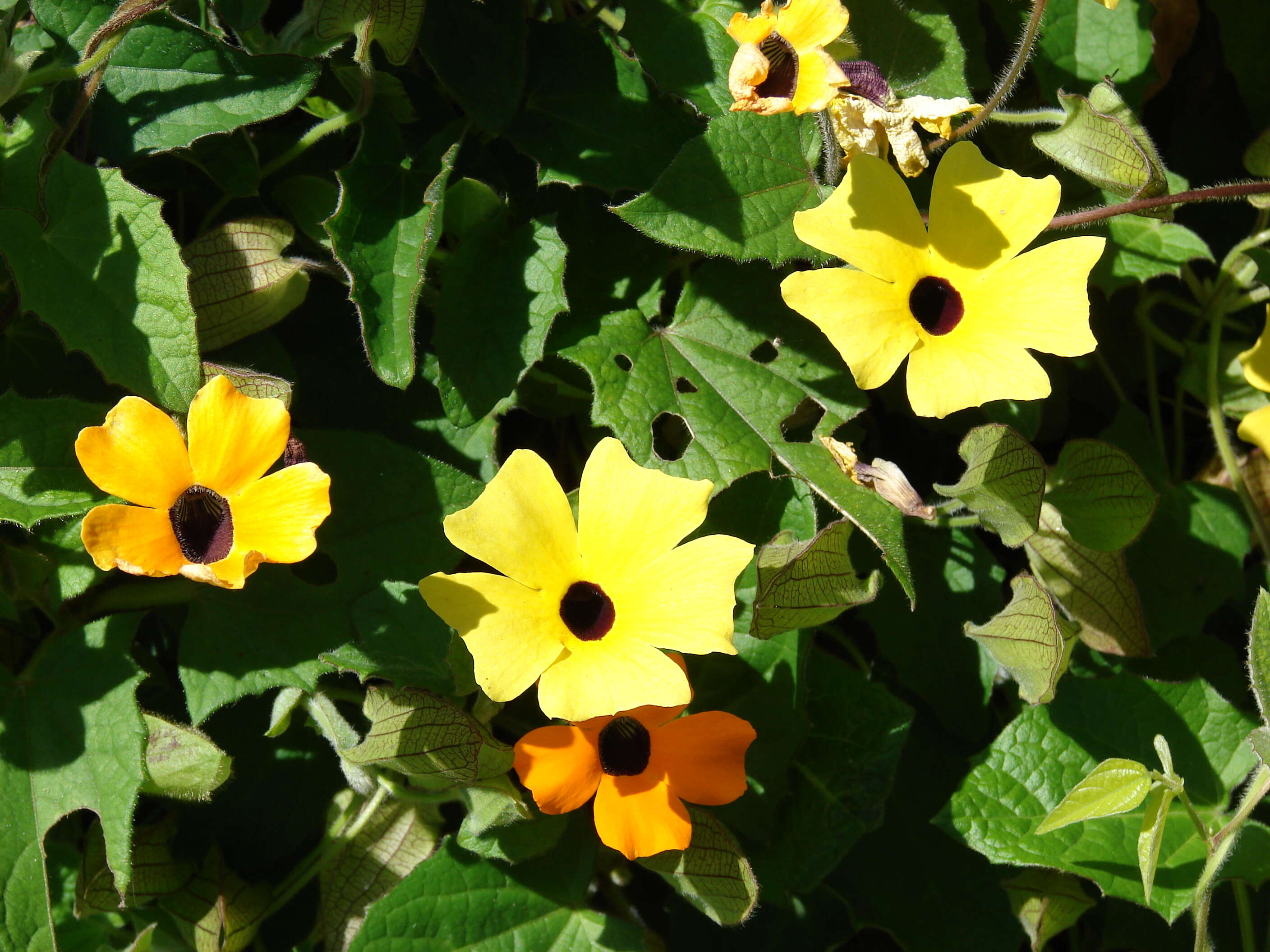 Image of blackeyed Susan vine