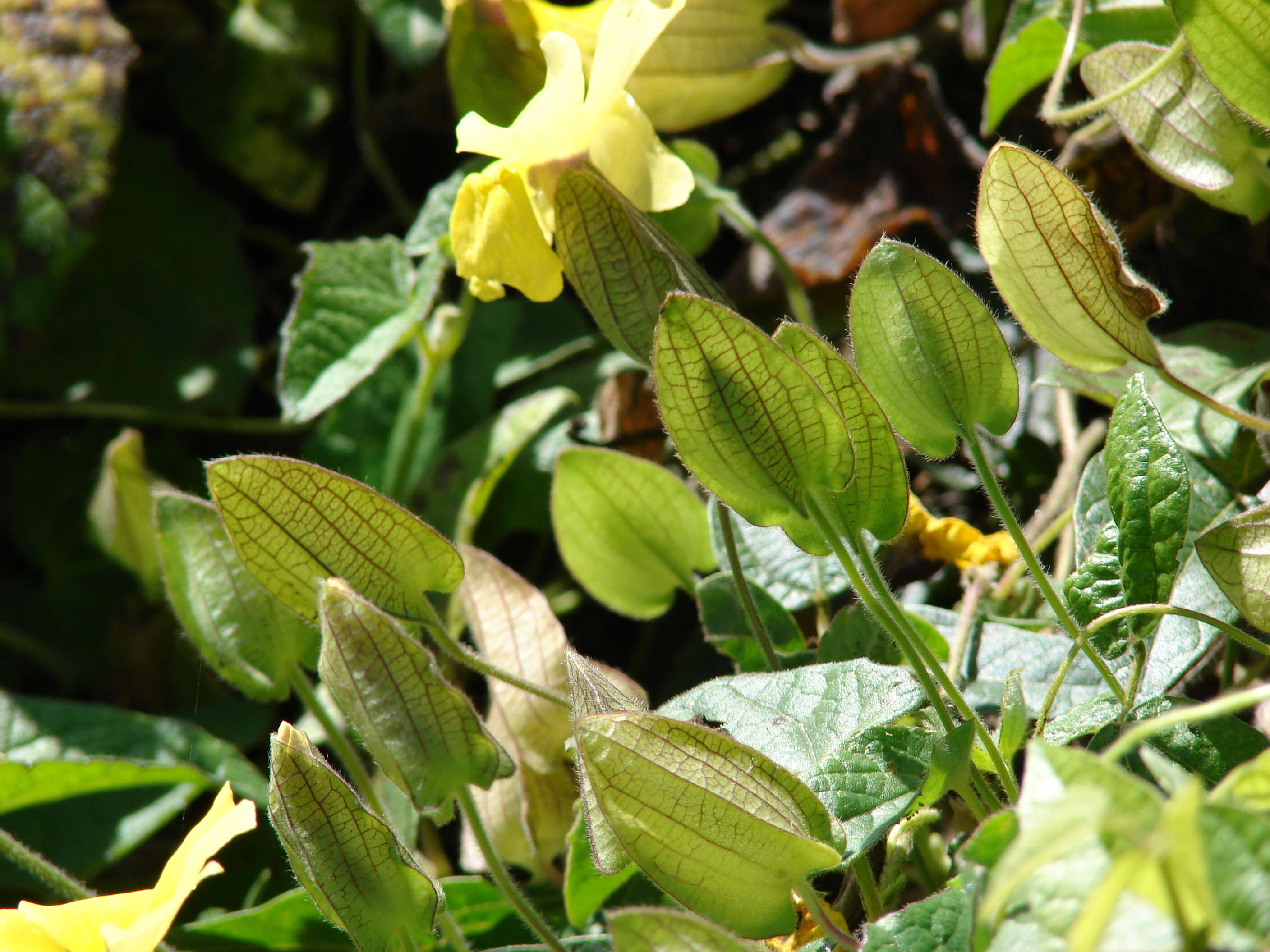 Image of blackeyed Susan vine