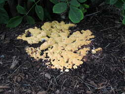 Image of Dog vomit slime mold