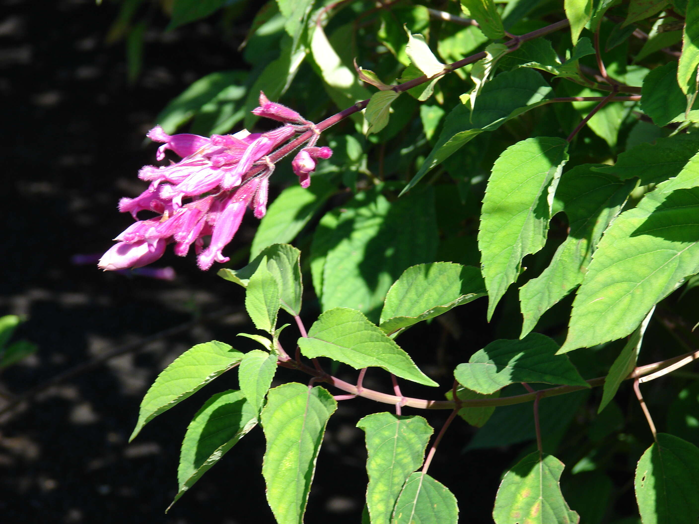 Image of Rosyleaf Sage