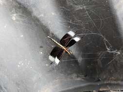 Image of Pied Paddy Skimmer