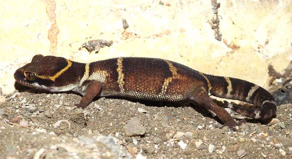 Image of Banded Ground Gecko