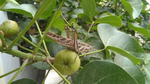 Image of Portia tree