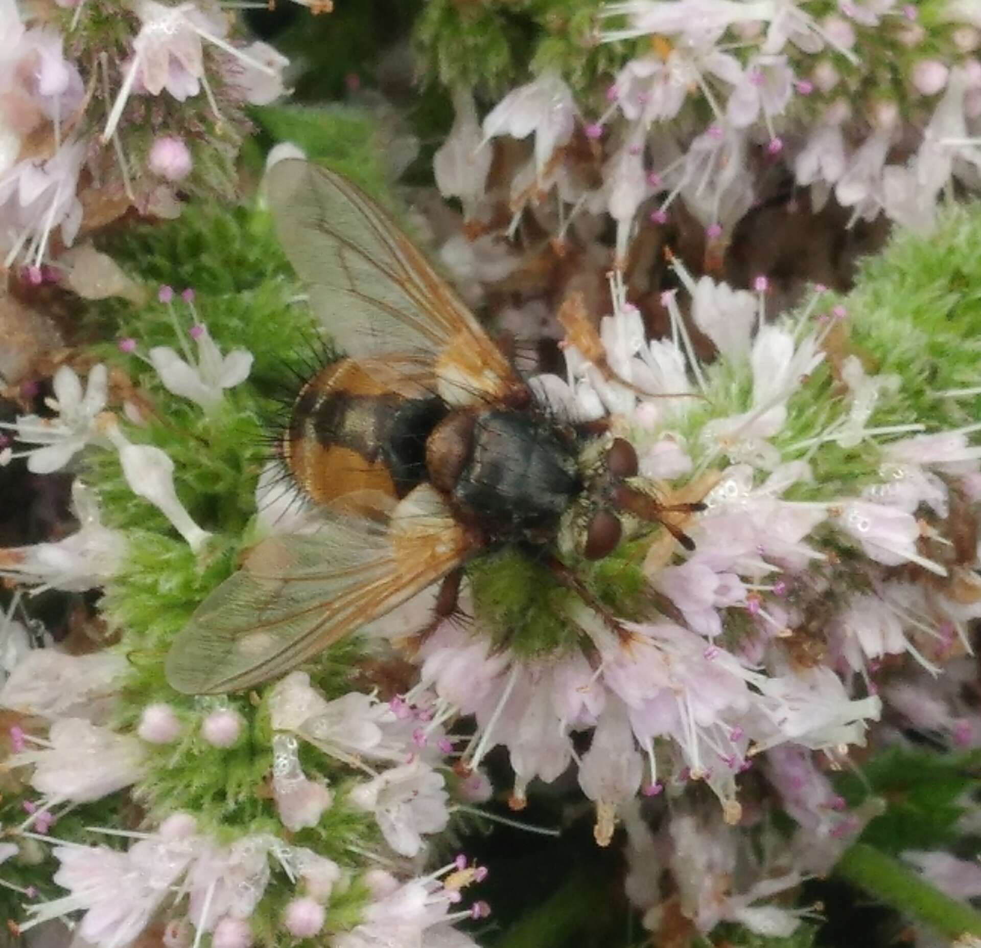 Image of Tachina fera (Linnaeus 1761)