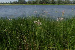 Image of flowering rush family