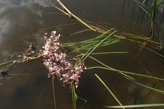 Image of flowering rush family