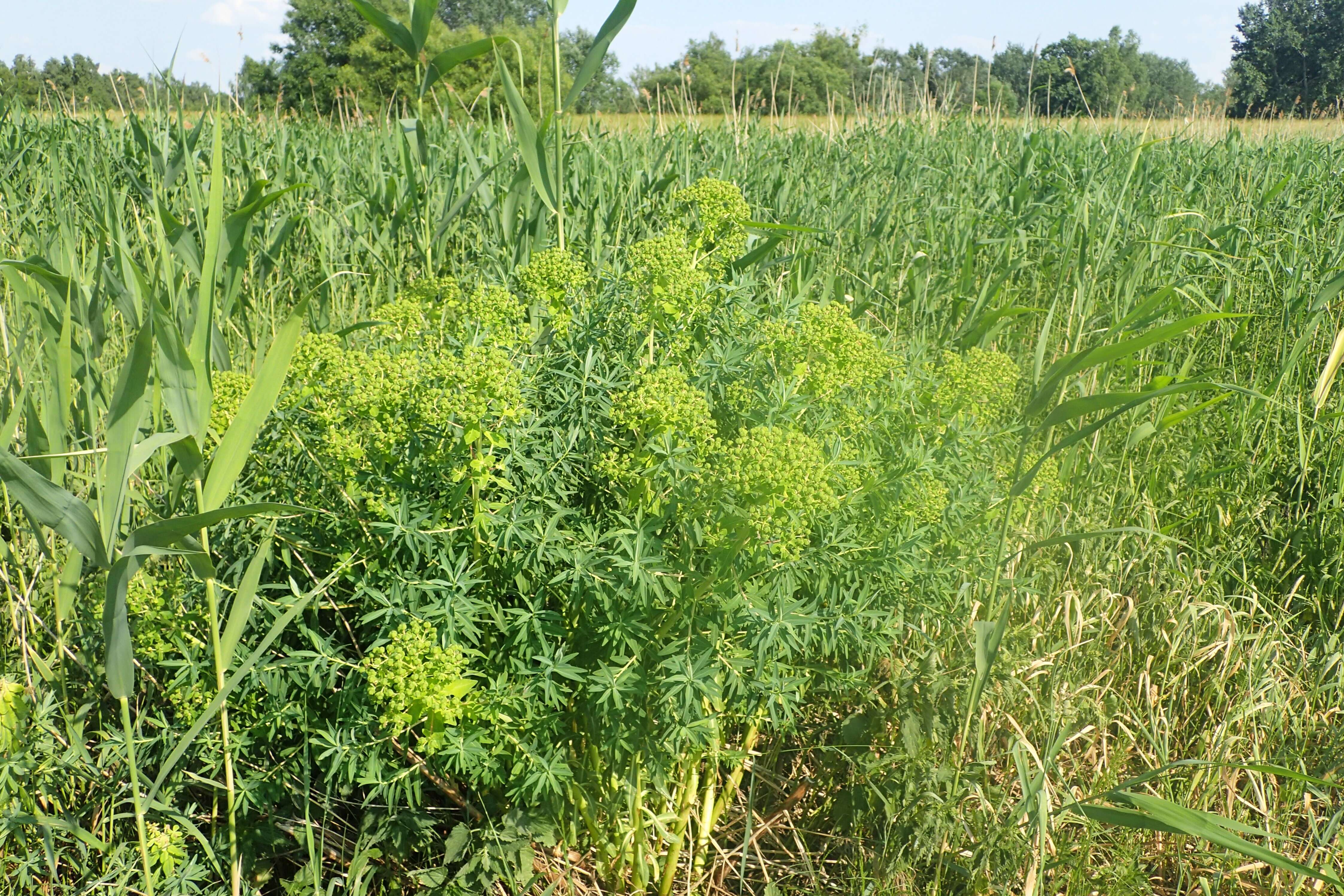 Image of Marsh Spurge