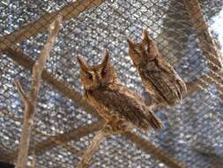 Image of Sunda Scops Owl