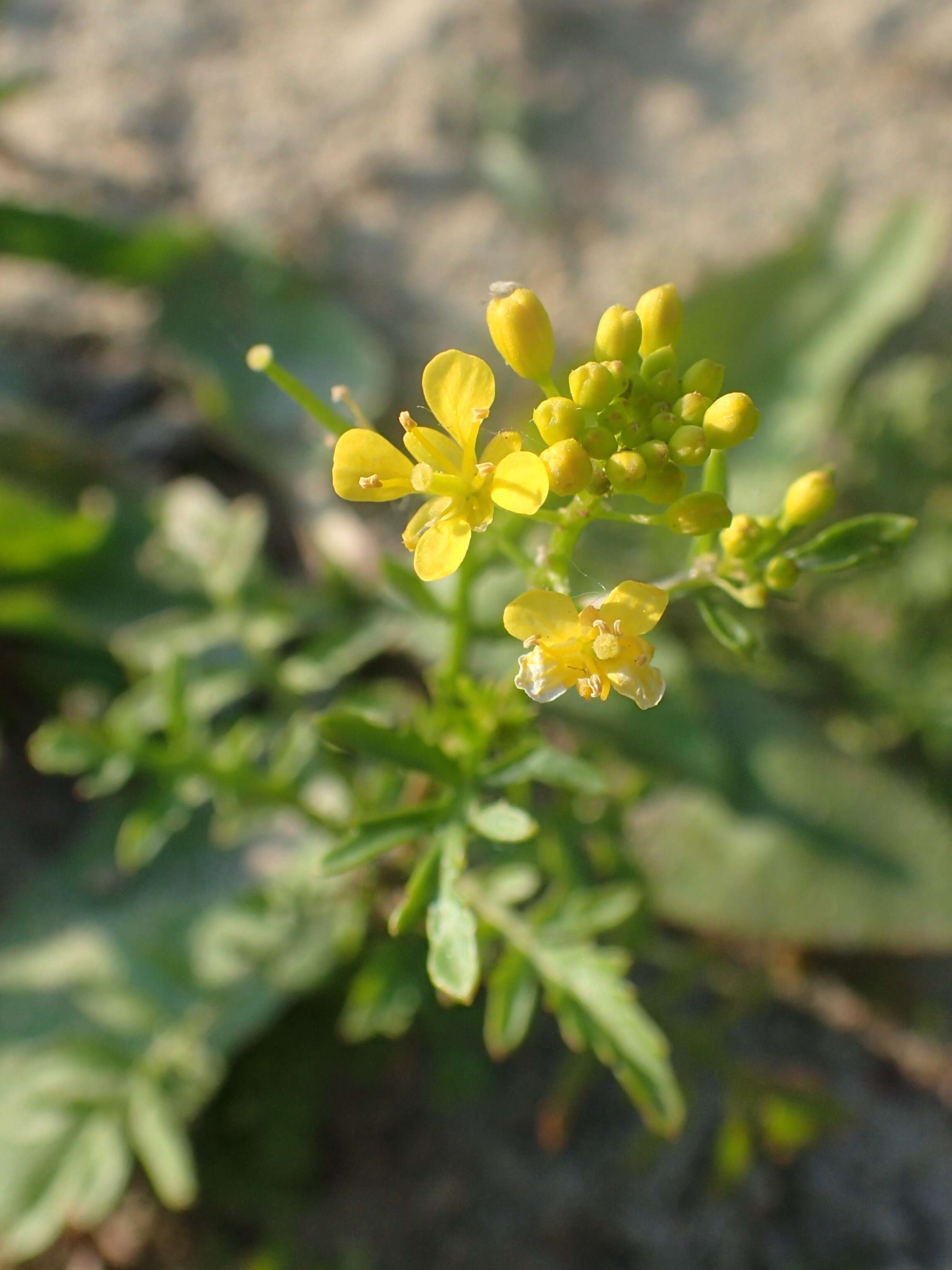 Image of creeping yellowcress