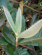 Image of loquat